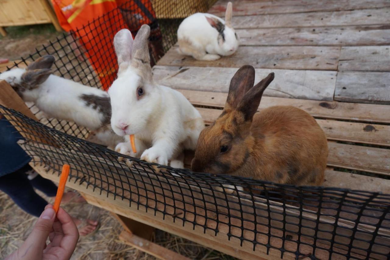 ไร่นาบัวหลวง คาเฟ่ & ฟาร์มสเตย์ Raina Bualuang Cafe & Farm Stay Ban Na No Extérieur photo