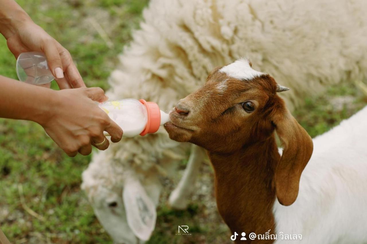 ไร่นาบัวหลวง คาเฟ่ & ฟาร์มสเตย์ Raina Bualuang Cafe & Farm Stay Ban Na No Extérieur photo